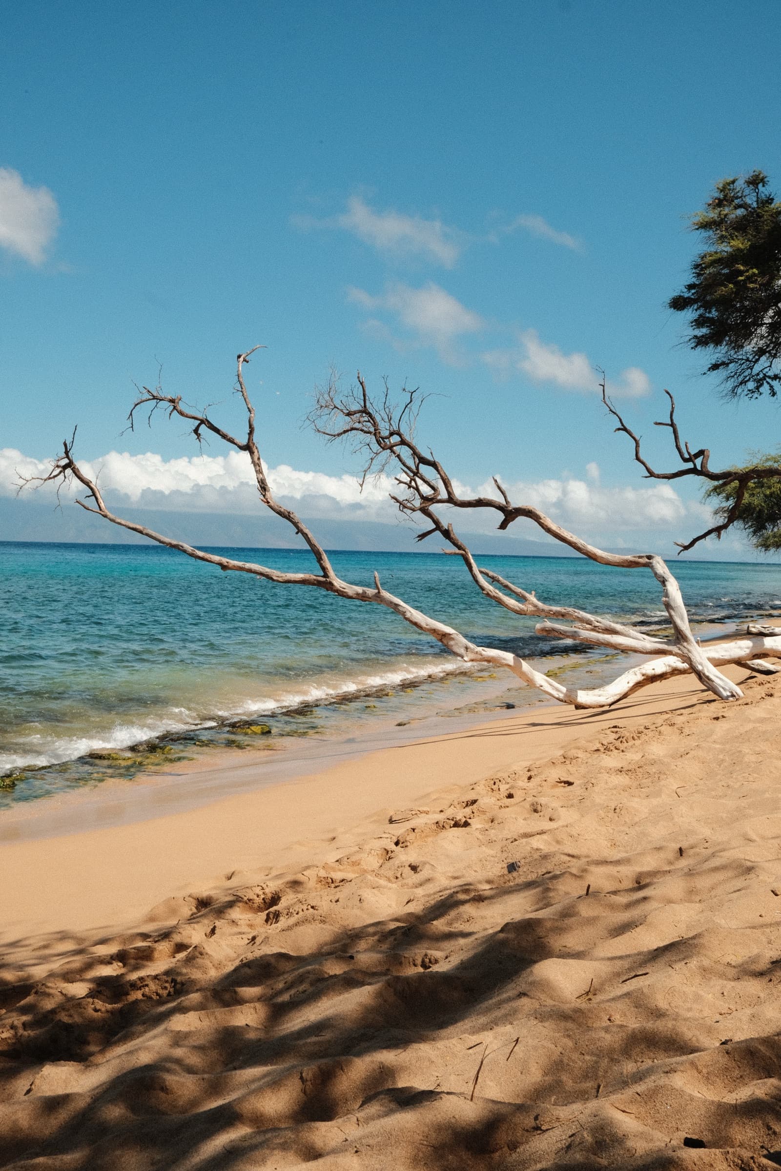 Driftwood
