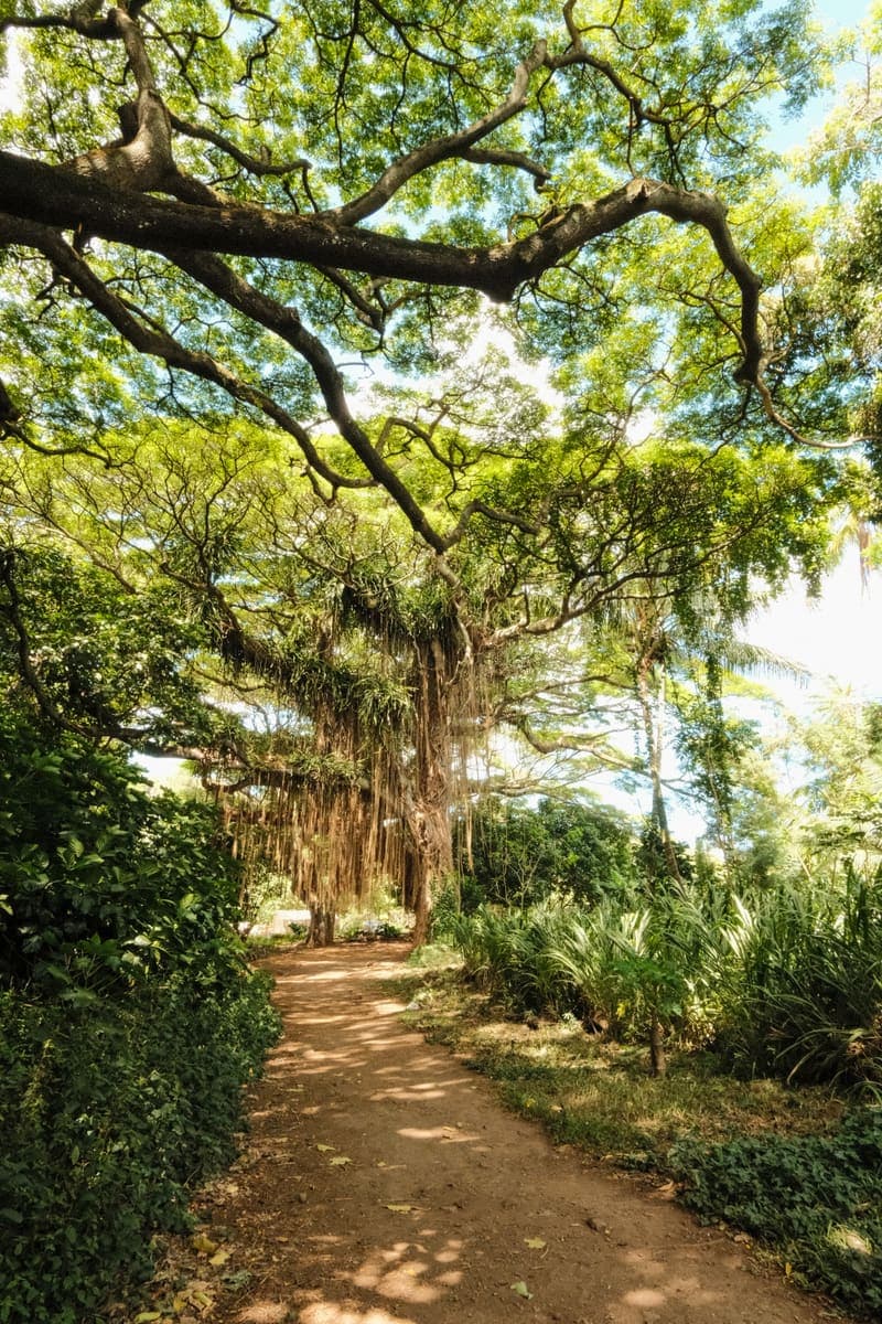 Under the Canopy