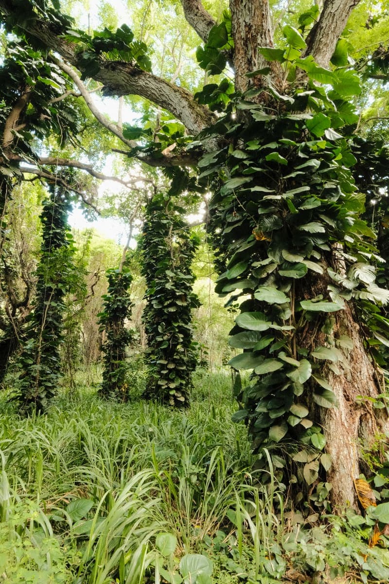 Vine Forest